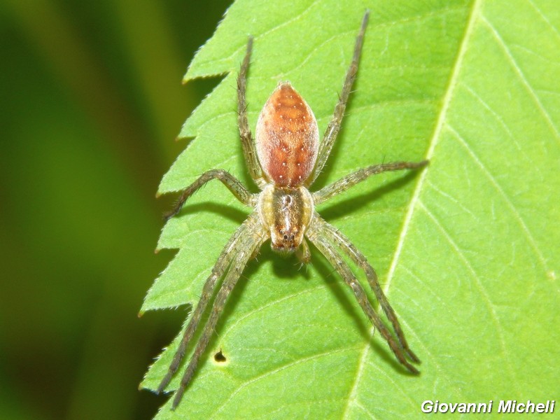 Giovane Dolomedes sp. - Pontevecchio (MI)